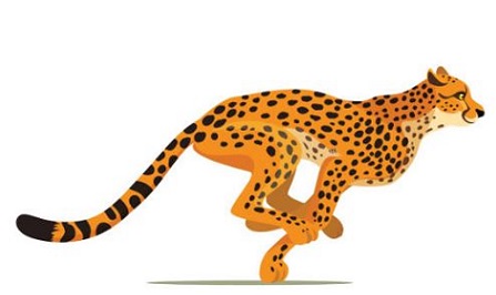leopard-run1-1